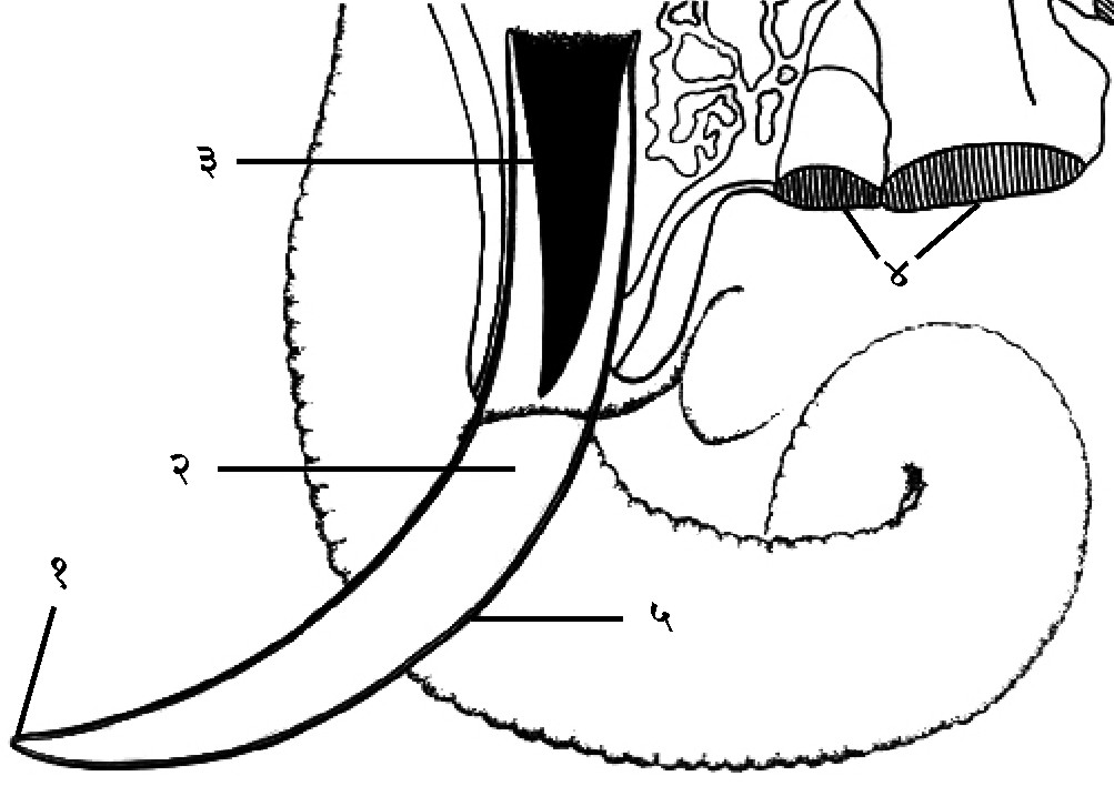 आ. १ हत्तीच्या सुळ्याचा आकार व त्याची संरचना : (१) एनॅमल (फक्त टोकाकडील भागात), (२) दंतिन, (३) मगज पोकळी, (४) दाढा, (५) संधानक (फक्त बाह्यस्तर).
